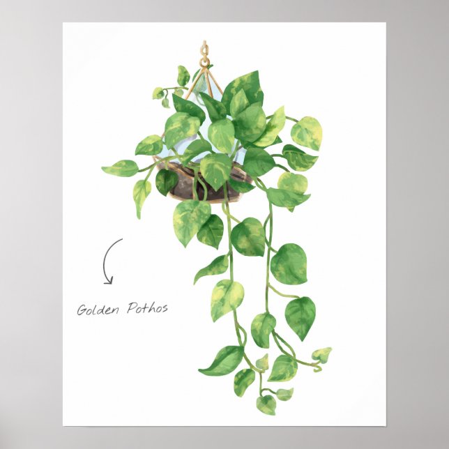 Golden Pothos Poster (Front)