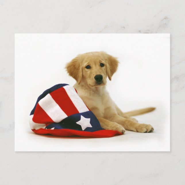 Golden Puppy and Uncle Sam Hat Postcard (Front)