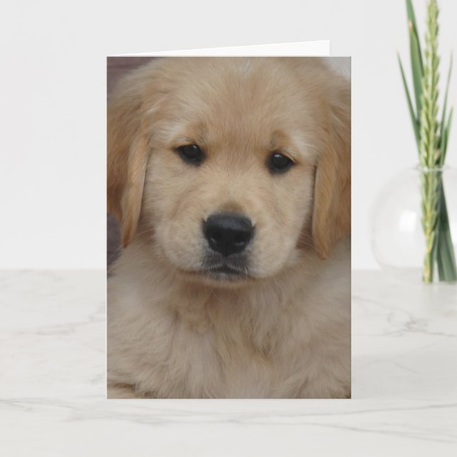 Golden Puppy Greeting Card (Front)