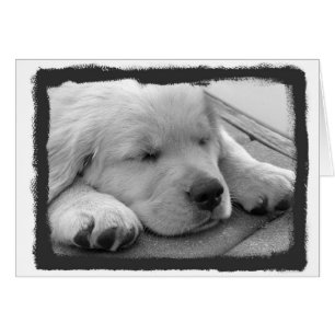 Golden Puppy Sleeping