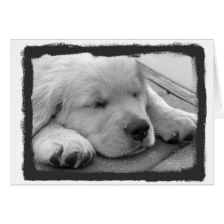 Golden Puppy Sleeping