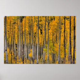 Golden Quakies, Colorado Poster