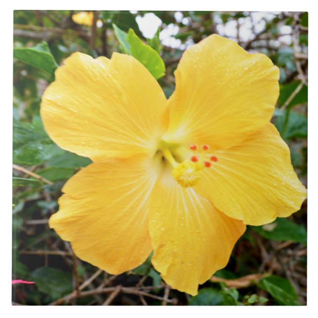 "Golden Radiance: Yellow Hibiscus Flower on a Tree Ceramic Tile (Front)