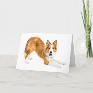 Golden Red Border Collie Notecard