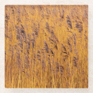 Golden Reeds Glass Coaster