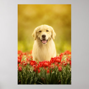 Golden Retirement in Red Flowers Poster
