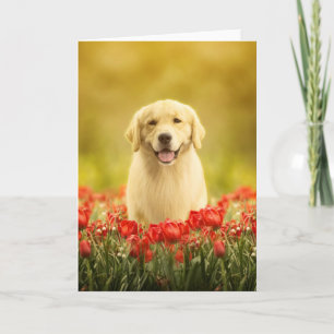 Golden Retirever in Red Flowers Card