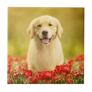 Golden Retirever in Red Flowers Ceramic Tile