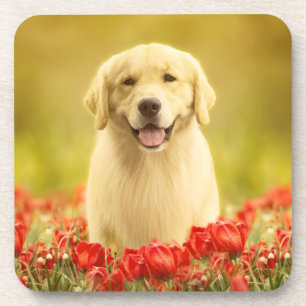 Golden Retirever in Red Flowers Coaster