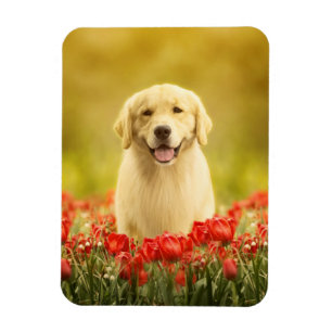 Golden Retirever in Red Flowers Magnet