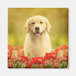 Golden Retirever in Red Flowers Magnet