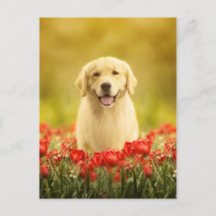 Golden Retirever in Red Flowers Postcard
