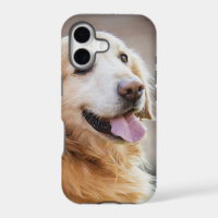 Golden retiver, Dog, Happy dog