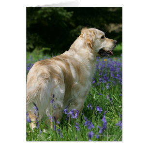 Golden Retreiver in Flowers