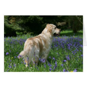 Golden Retreiver in Flowers