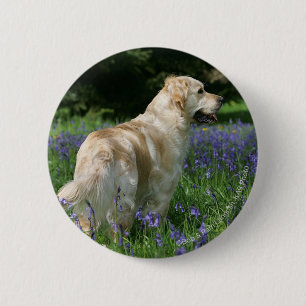 Golden Retreiver in Flowers 6 Cm Round Badge