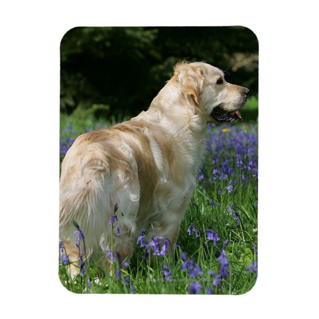 Golden Retreiver in Flowers Magnet (Vertical)