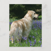 Golden Retreiver in Flowers