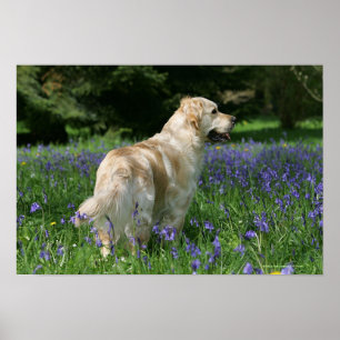Golden Retreiver in Flowers Poster