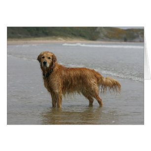 Golden Retreiver in the Sea