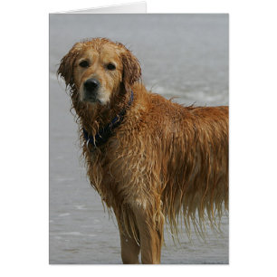 Golden Retreiver in the Sea