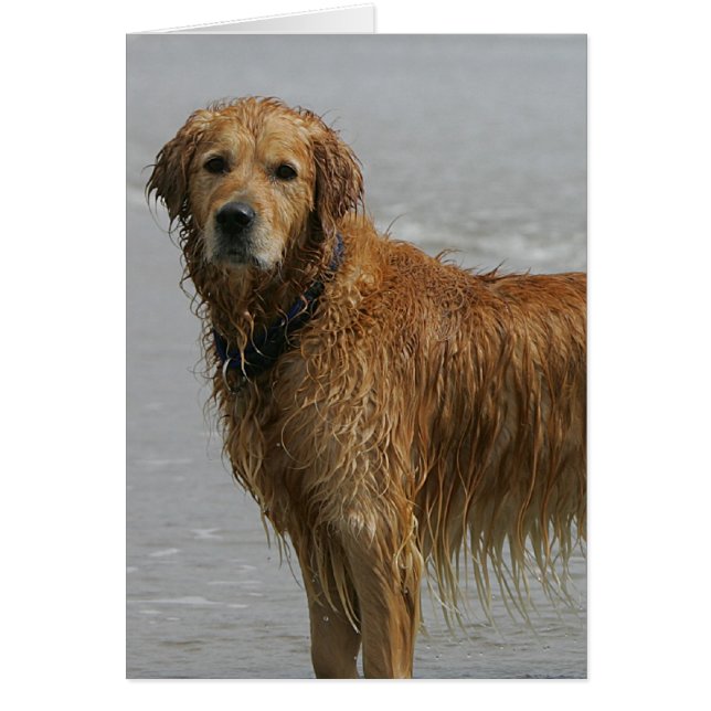 Golden Retreiver in the Sea (Front)