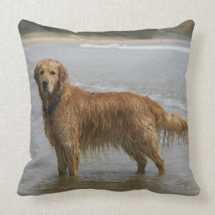 Golden Retreiver in the Sea Cushion
