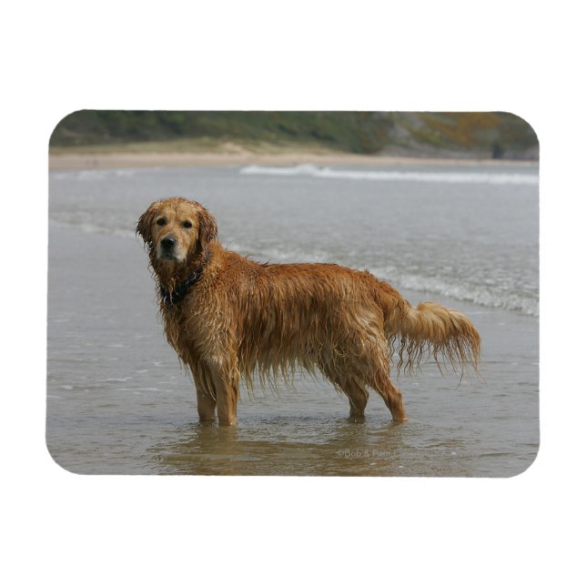 Golden Retreiver in the Sea Magnet (Horizontal)