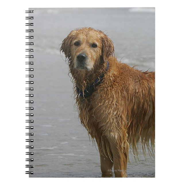 Golden Retreiver in the Sea Notebook (Front)