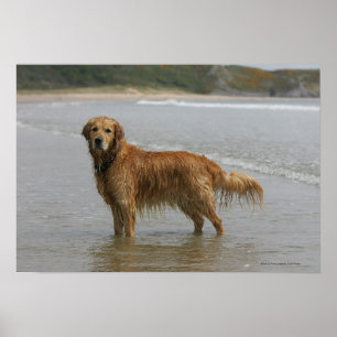 Golden Retreiver in the Sea Poster