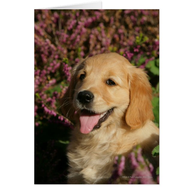 Golden Retreiver Puppy (Front)