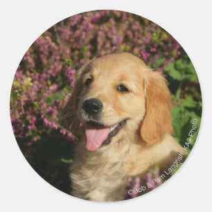 Golden Retreiver Puppy Classic Round Sticker