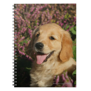 Golden Retreiver Puppy Notebook