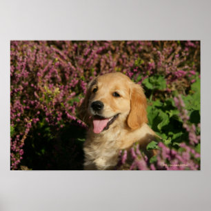 Golden Retreiver Puppy Poster