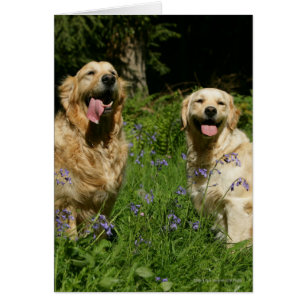 Golden Retreivers in Grass