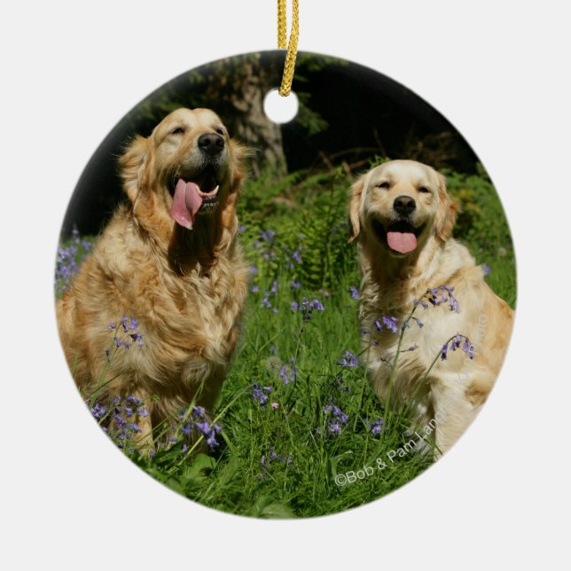 Golden Retreivers in Grass Ceramic Ornament (Front)