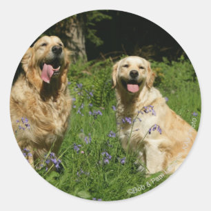 Golden Retreivers in Grass Classic Round Sticker