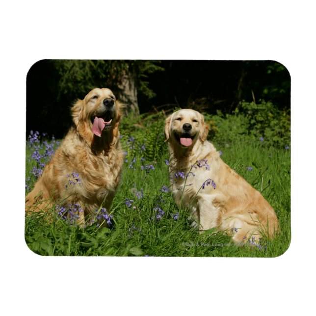 Golden Retreivers in Grass Magnet (Horizontal)