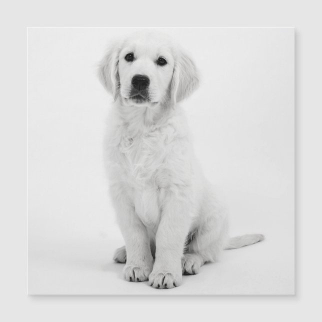  Golden Retriever  (Front)