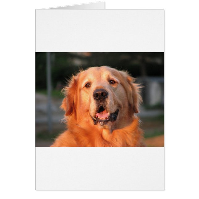 Golden Retriever (Front)