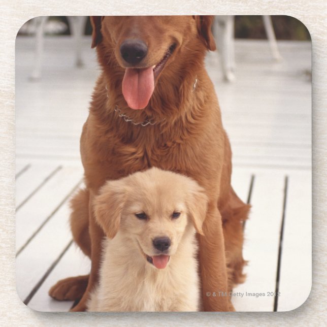 Golden Retriever 2 Coaster (Front)