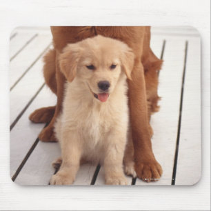 Golden Retriever 2 Mouse Pad