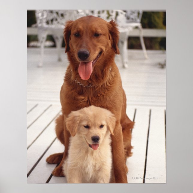 Golden Retriever 2 Poster (Front)