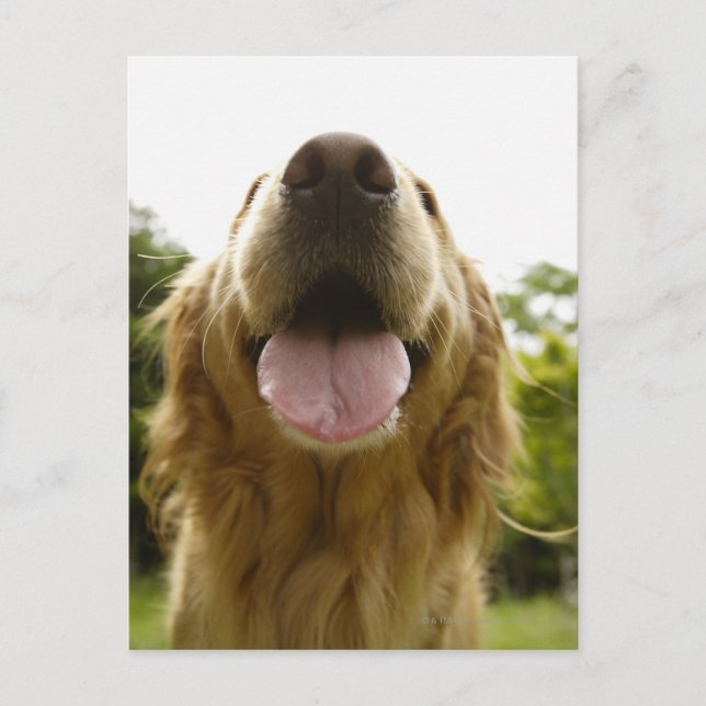 Golden Retriever 5 Postcard (Front)