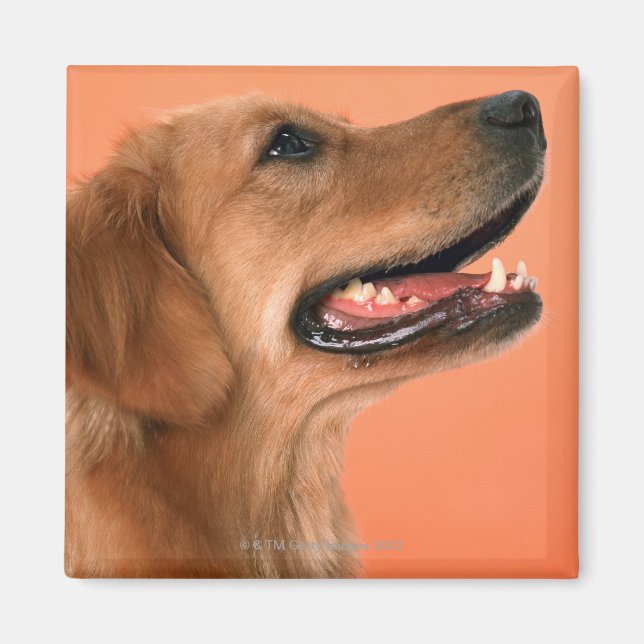 Golden Retriever 7 Magnet (Front)