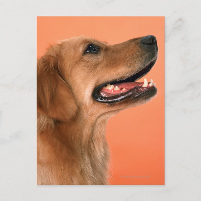 Golden Retriever 7 Postcard (Front)