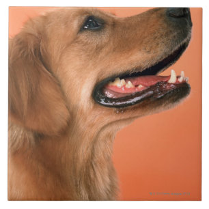Golden Retriever 7 Tile