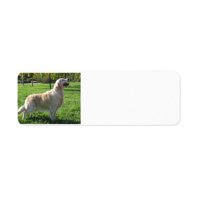 golden retriever addy lables return address label (Front)