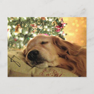 Golden Retriever Asleep By Christmas Tree Holiday Postcard
