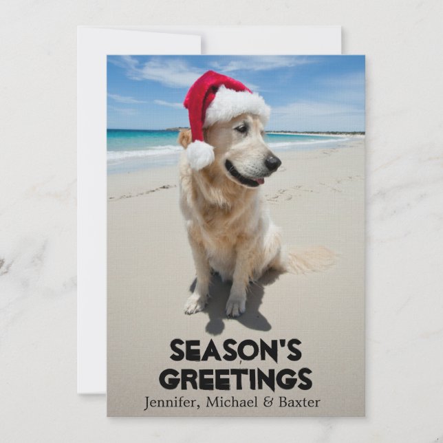 Golden Retriever at pristine beach (Front)